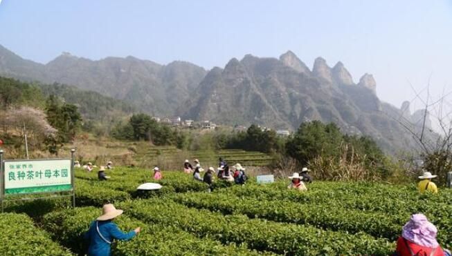 关于张家界武陵源区：百丈峡茶园春茶采摘忙的内容
