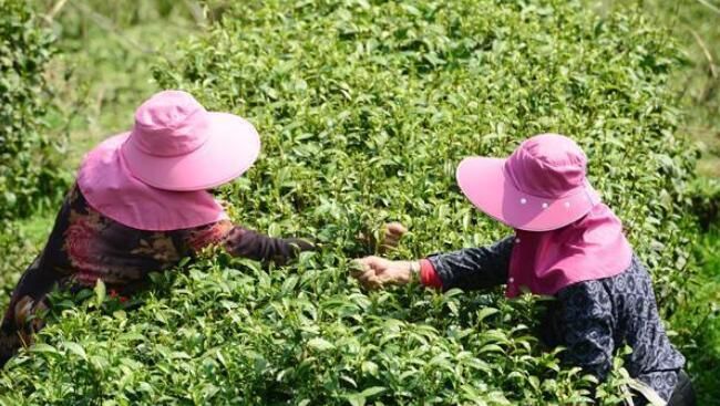 关于张家界武陵源区：百丈峡茶园春茶采摘忙的内容(2)