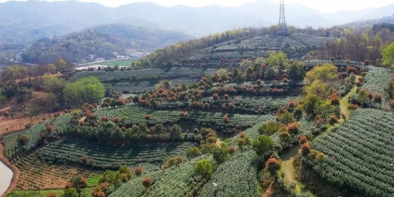 关于舒城县舒茶镇古尖香茶厂，开始采摘舒城小兰花的相关内容