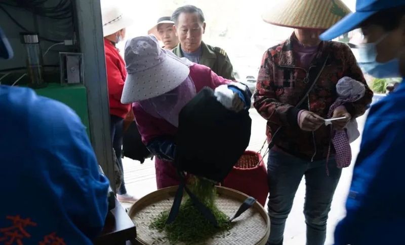 关于舒城县舒茶镇古尖香茶厂，开始采摘舒城小兰花的相关内容(2)