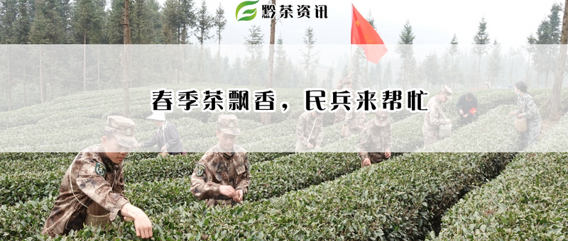 关于春季茶飘香，民兵来帮忙的最新消息