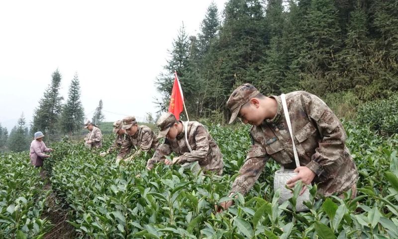 关于春季茶飘香，民兵来帮忙的最新消息(2)