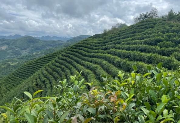 有关于西畴鸡街乡:春茶吐新绿 茶农管理忙的消息