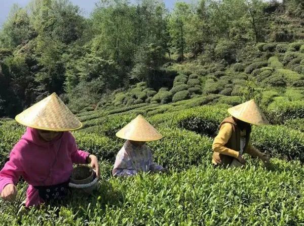 关于茶旅融合绘就乡村振兴新篇章的消息