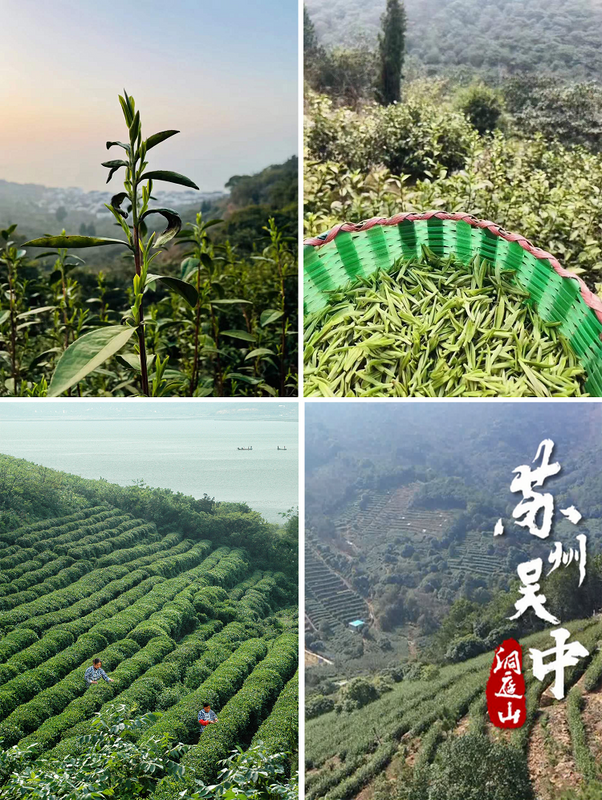 有关于春茶采摘指数,春福双至,洞庭碧螺春、大佛龙井已进入二级采摘期的内容(4)