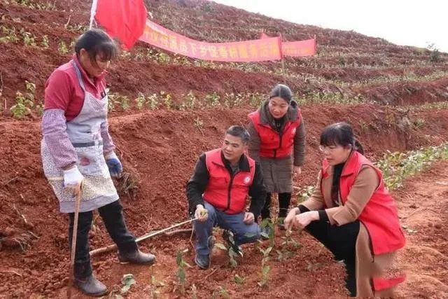关于藤县:抢抓时间种植茶苗,推动六堡茶产业发展的资讯(1)