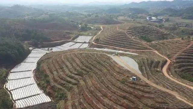 关于藤县:抢抓时间种植茶苗,推动六堡茶产业发展的资讯