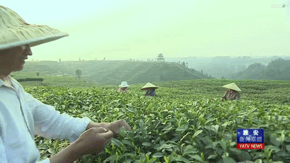 关于春茶采摘正当时 茶农心里乐滋滋的信息(1)