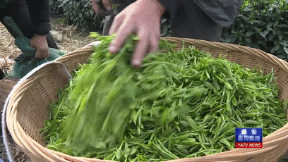 关于春茶采摘正当时 茶农心里乐滋滋的信息(2)