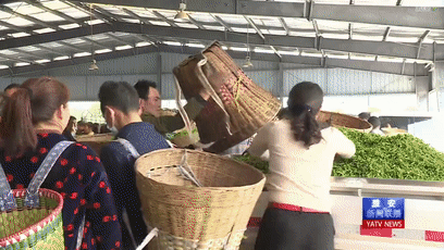 关于春茶采摘正当时 茶农心里乐滋滋的信息(4)