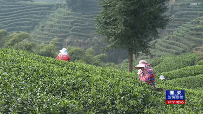关于春茶采摘正当时 茶农心里乐滋滋的信息