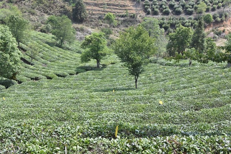 关于“茶行业预测”“为何开茶店”“广东茶叶产销形势”“春茶地图”的消息(7)