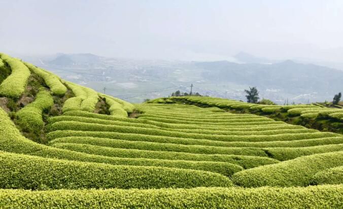 有关于福建连江长龙：以茶促旅走出振兴路的信息(2)