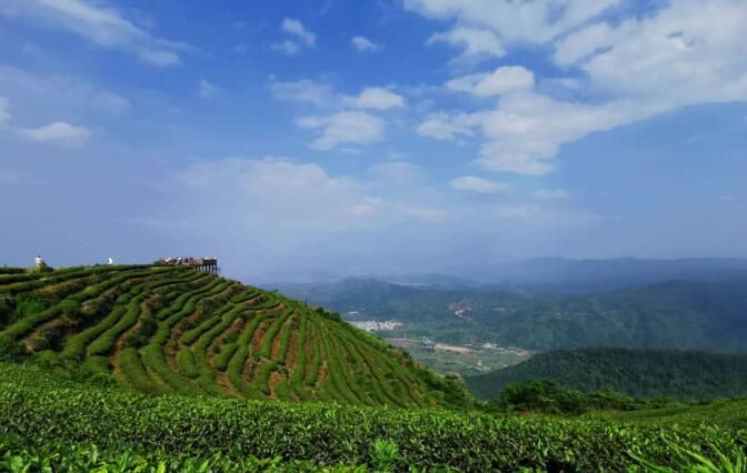 有关于福建连江长龙：以茶促旅走出振兴路的信息(3)