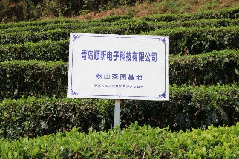 关于提质增效!宁洱同心镇茶叶产值超1亿元的最新消息(2)