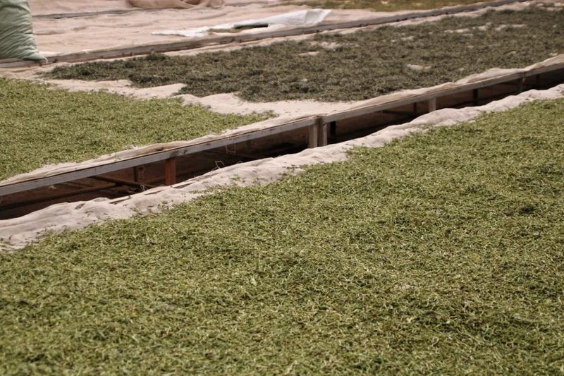 关于提质增效!宁洱同心镇茶叶产值超1亿元的最新消息(1)