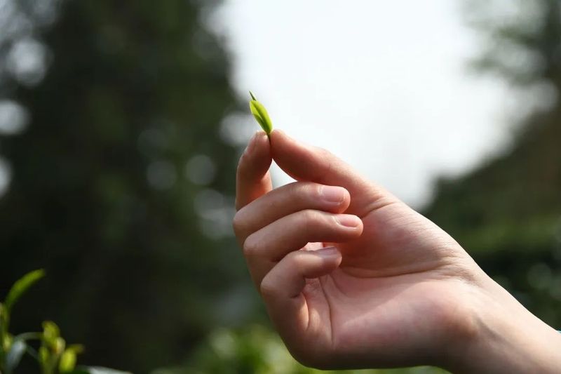 有关于他笑着说:茶是热的,饭是香的的内容(2)