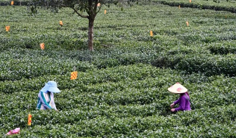 有关于他笑着说:茶是热的,饭是香的的内容(11)