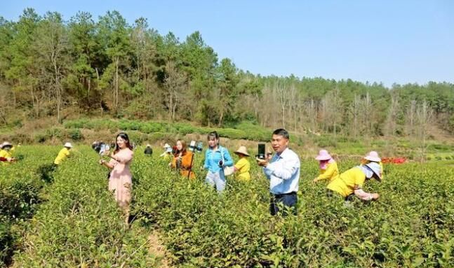关于光山春茶开采啦!感受舌尖上第一缕春天的味道的新闻(1)
