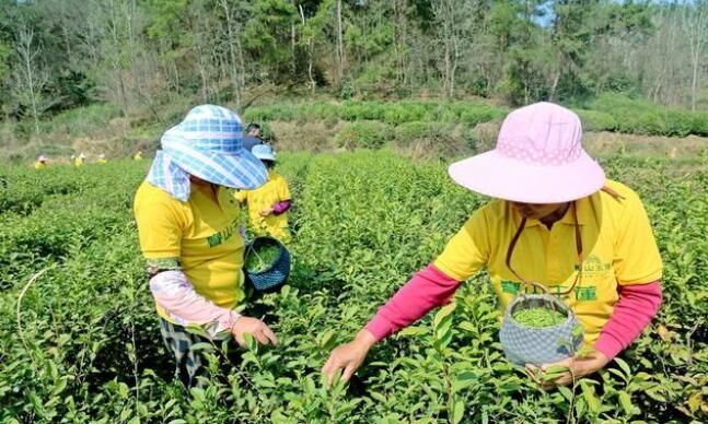 关于光山春茶开采啦!感受舌尖上第一缕春天的味道的新闻(2)