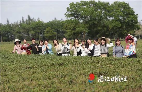 关于湛江农垦3000多亩春茶开采的新闻(3)