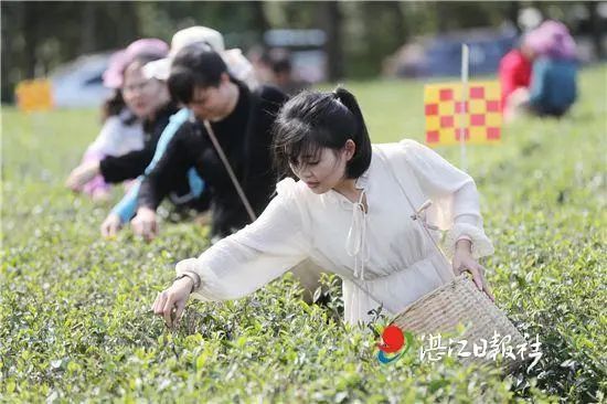 关于湛江农垦3000多亩春茶开采的新闻(1)
