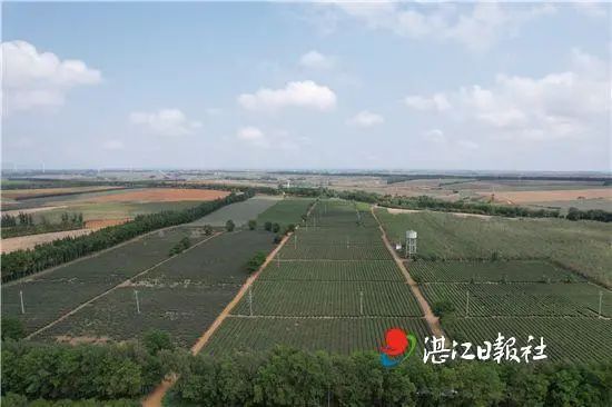 关于湛江农垦3000多亩春茶开采的新闻(2)