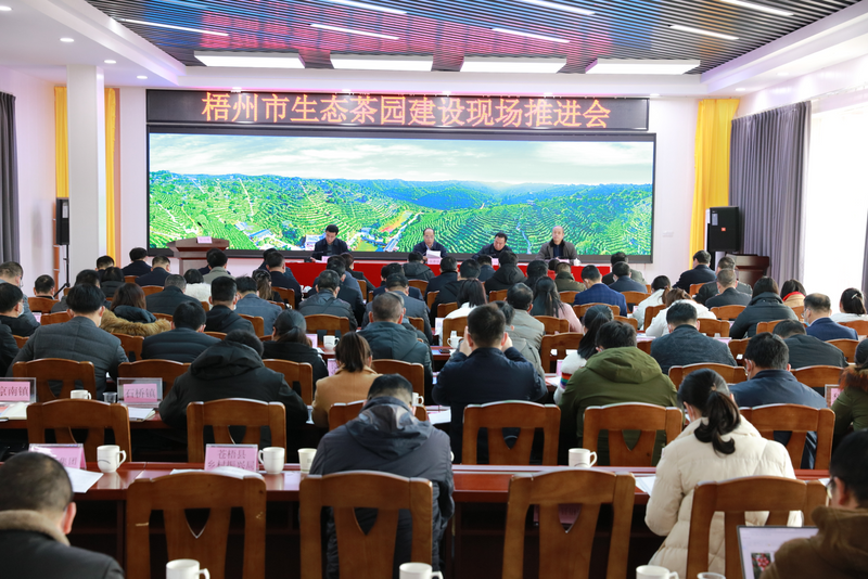 有关于种下六堡茶 荒山变“金山”的信息(1)
