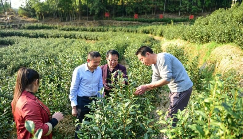 有关于宿松县:茶产业赋能乡村振兴的相关信息