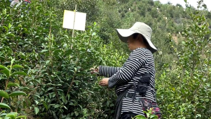 关于祁门县又到春茶飘香时 茶农茶商交易忙的消息(2)