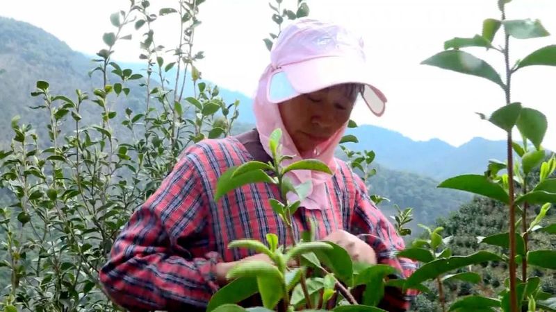 关于祁门县又到春茶飘香时 茶农茶商交易忙的消息(1)