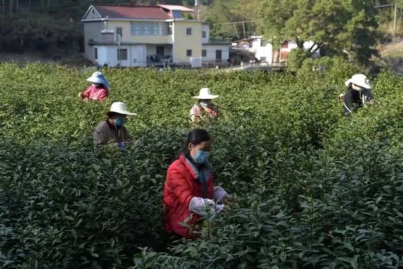 关于安徽庐江：抢采春茶助增收的新闻