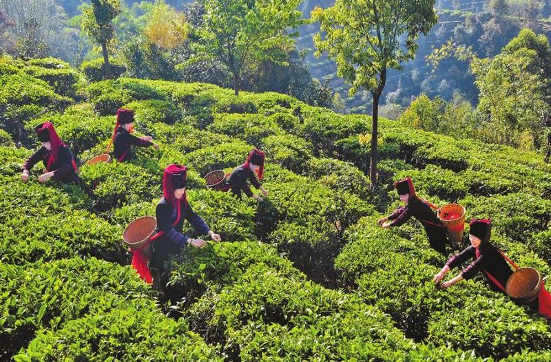 有关于云南绿春：哈尼山寨春茶飘香的消息