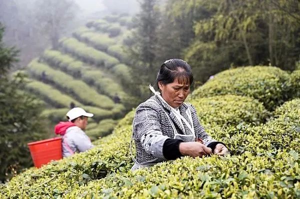 有关于贵州发布春茶安全生产倡议书的信息