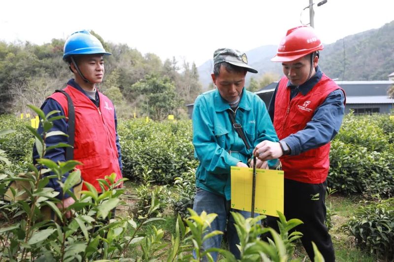 关于历口镇春茶开采 电力服务抢先行的信息(2)