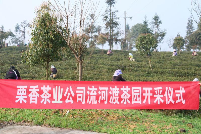 关于湄潭：栗香茶业流河渡茶园春茶正式开采的信息
