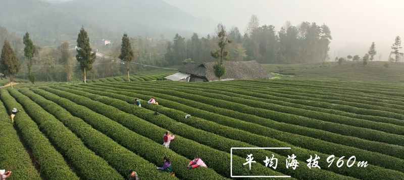 关于湄潭：栗香茶业流河渡茶园春茶正式开采的信息(1)