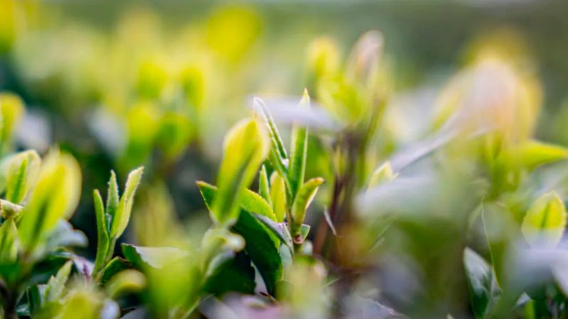 关于茶乡春好•翠芽飘香，湄潭春茶开采啦！的内容(5)