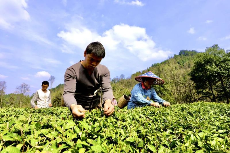 关于茶乡春好•翠芽飘香，湄潭春茶开采啦！的内容(6)