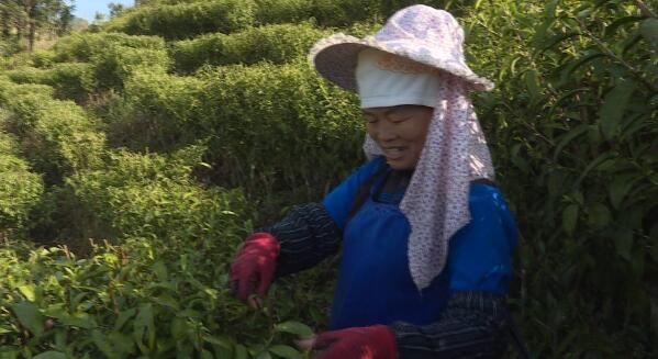 关于广南18.2万亩春茶开采上市的内容(1)