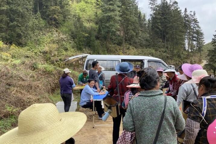 有关于普定靛山村2000亩春茶开采的相关信息(2)