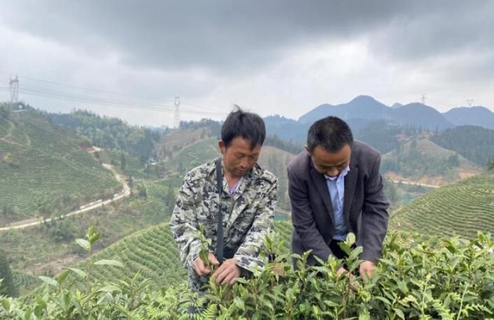 有关于普定靛山村2000亩春茶开采的相关信息