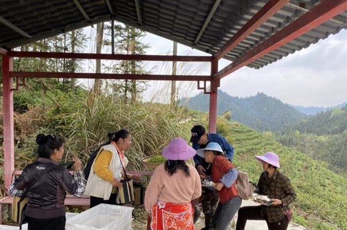 有关于普定靛山村2000亩春茶开采的相关信息(4)