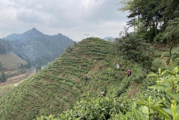 有关于普定靛山村2000亩春茶开采的相关信息(1)