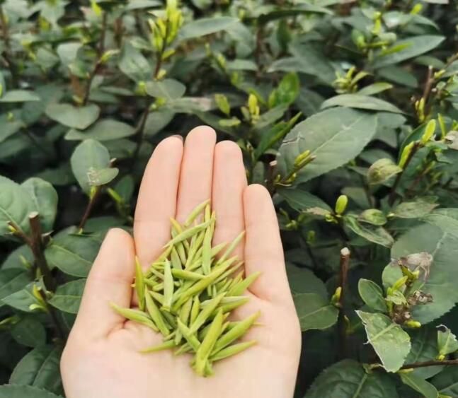 有关于陕西春茶拉开上市序幕！2022年汉中仙毫开采节今启动的新闻(1)