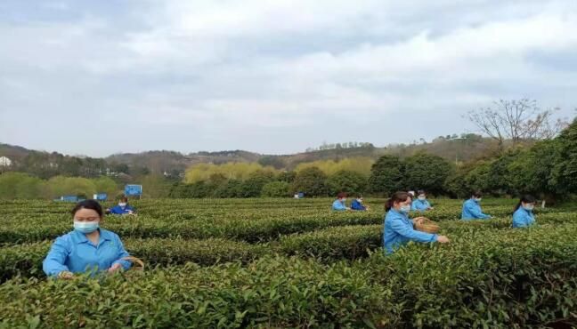 有关于陕西春茶拉开上市序幕！2022年汉中仙毫开采节今启动的新闻