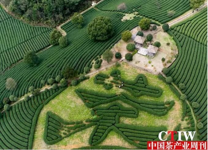 有关于杭州西湖龙井茶3月18日开采的相关内容