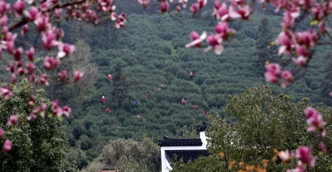 关于苏州洞庭山：碧螺春茶迎来集中采摘期的内容