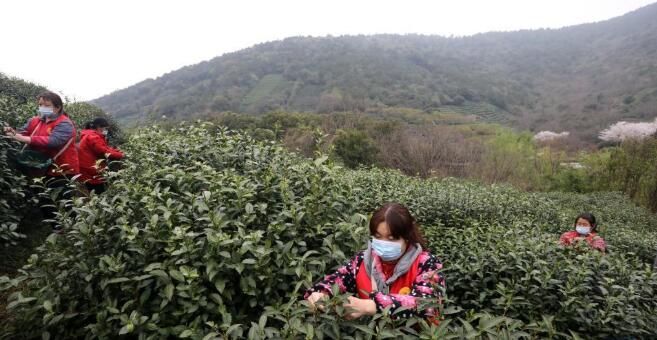 关于苏州洞庭山：碧螺春茶迎来集中采摘期的内容(1)