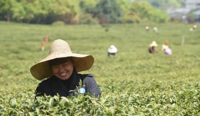 有关于浙江：到2025年实现龙井茶年产值超80亿元的信息